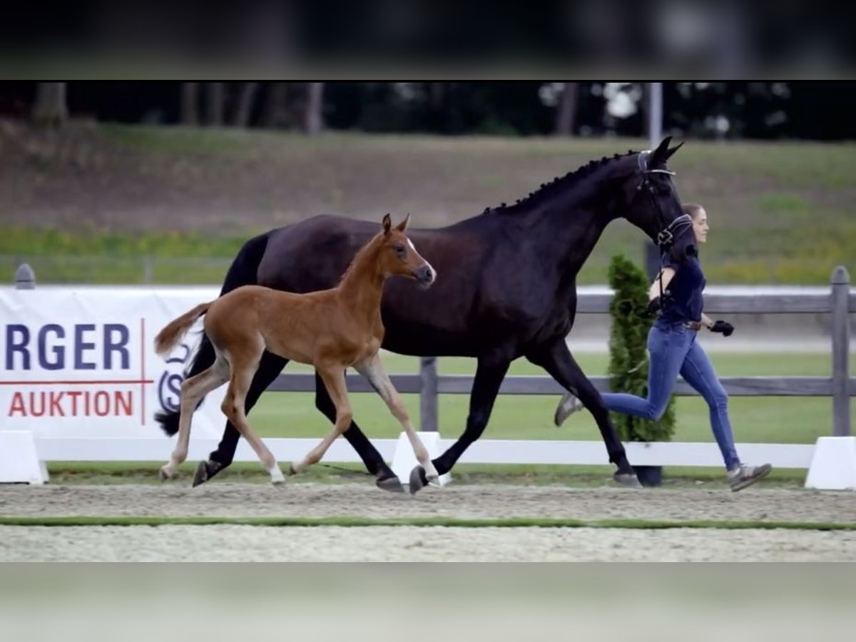 Hannover Giumenta 12 Anni 174 cm Morello in Belgern