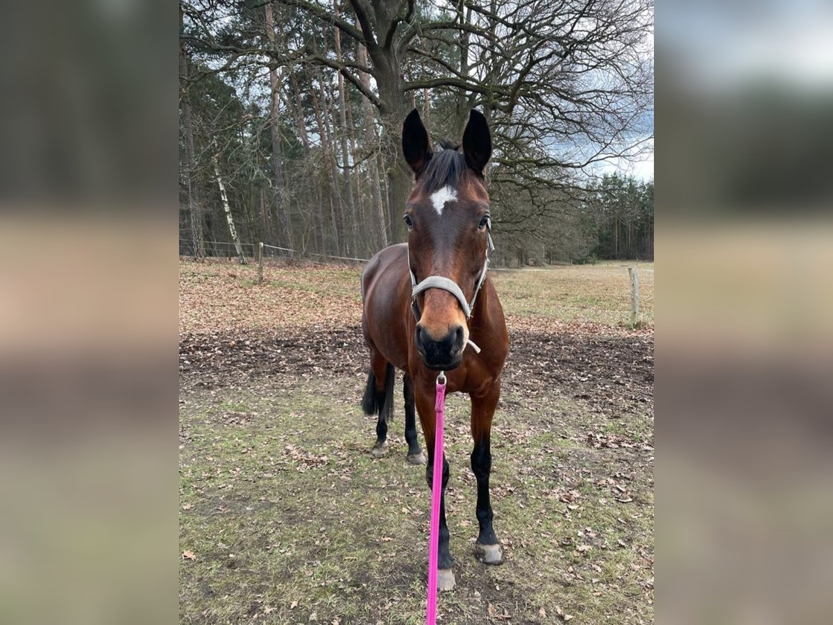 Hannover Giumenta 13 Anni 164 cm Baio in Großdubrau