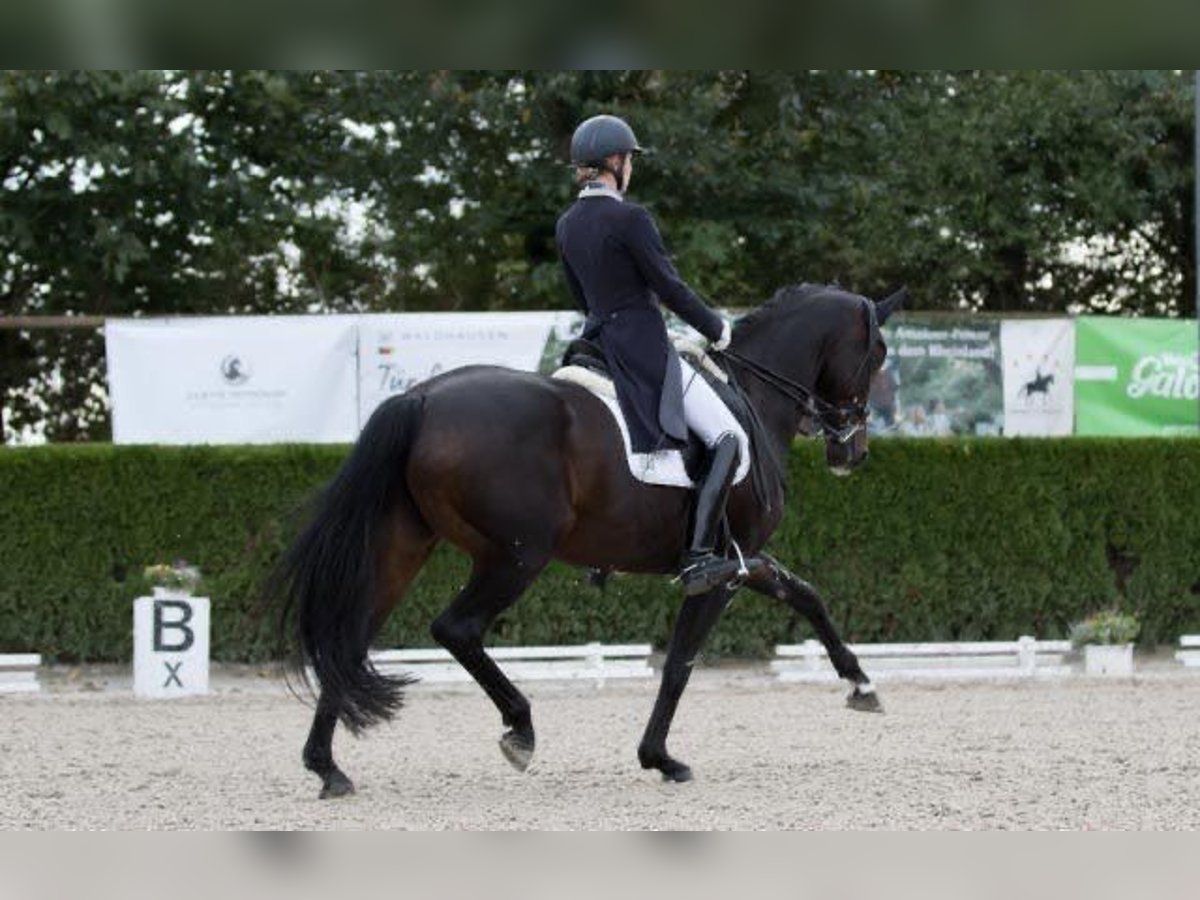 Hannover Giumenta 13 Anni 167 cm Baio scuro in Willich