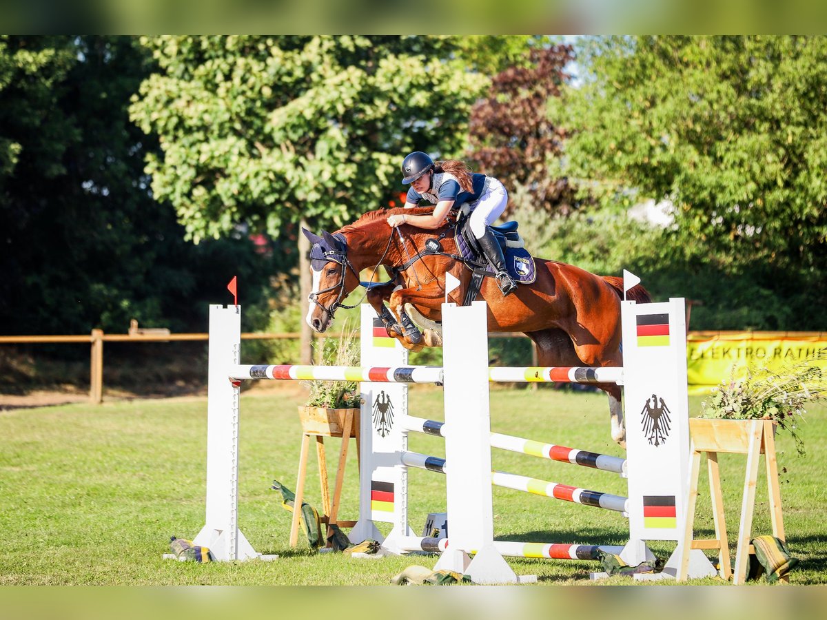 Hannover Giumenta 13 Anni 168 cm Sauro in G&#xF6;ttingen