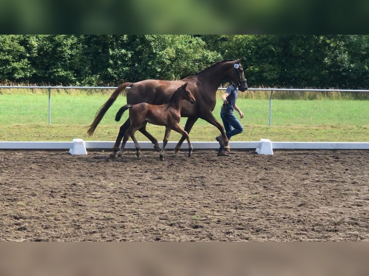 Hannover Giumenta 13 Anni 170 cm Sauro scuro in Scheeßel