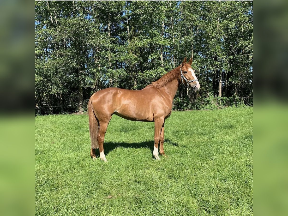 Hannover Giumenta 13 Anni 170 cm Sauro scuro in Bremen
