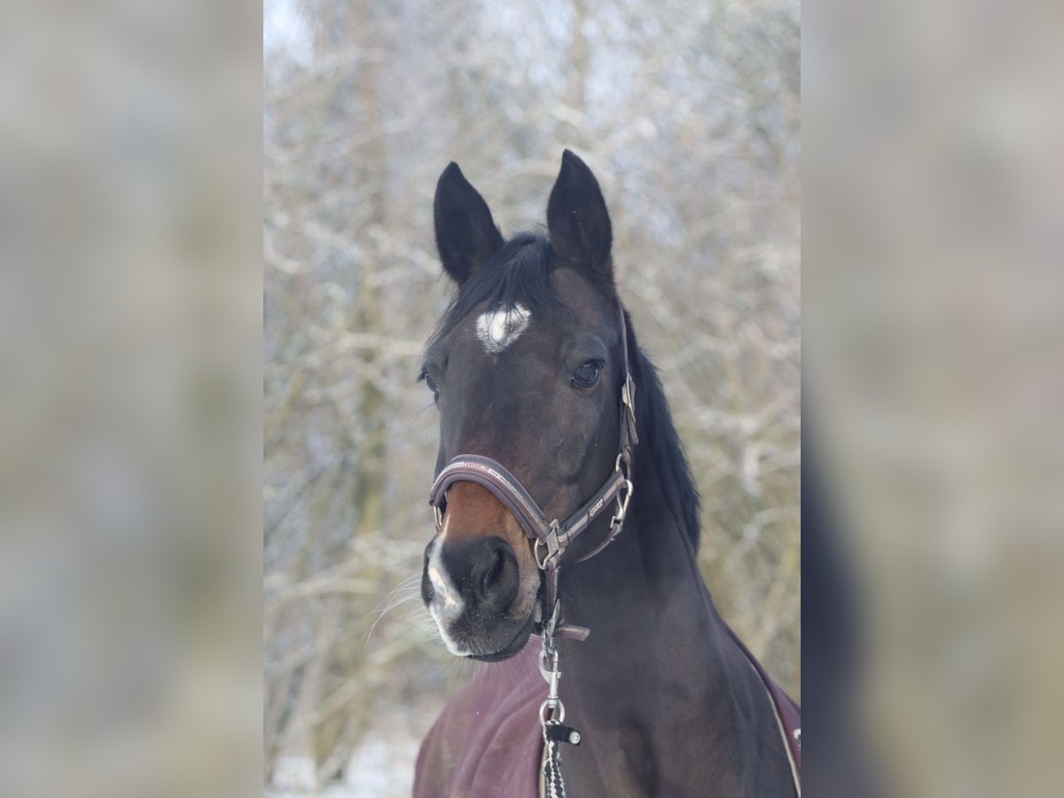 Hannover Giumenta 14 Anni 163 cm Baio scuro in S&#xFC;dermarsch,Husum