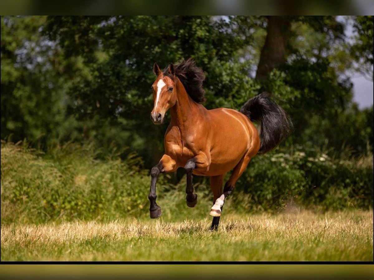 Hannover Giumenta 14 Anni 164 cm Baio in Loxstedt