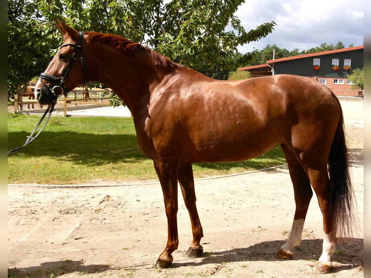 Hannover Giumenta 14 Anni 166 cm Sauro scuro in Bomlitz