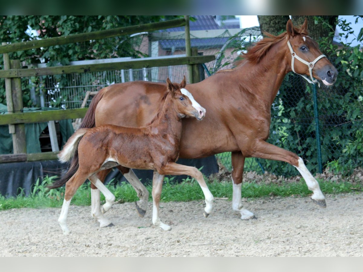 Hannover Giumenta 14 Anni 168 cm Sauro in Deinste