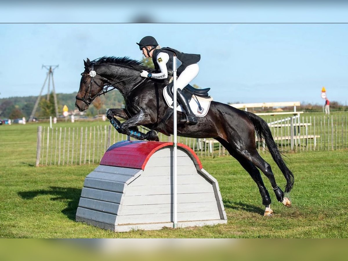 Hannover Giumenta 14 Anni 170 cm Baio scuro in Egestorf