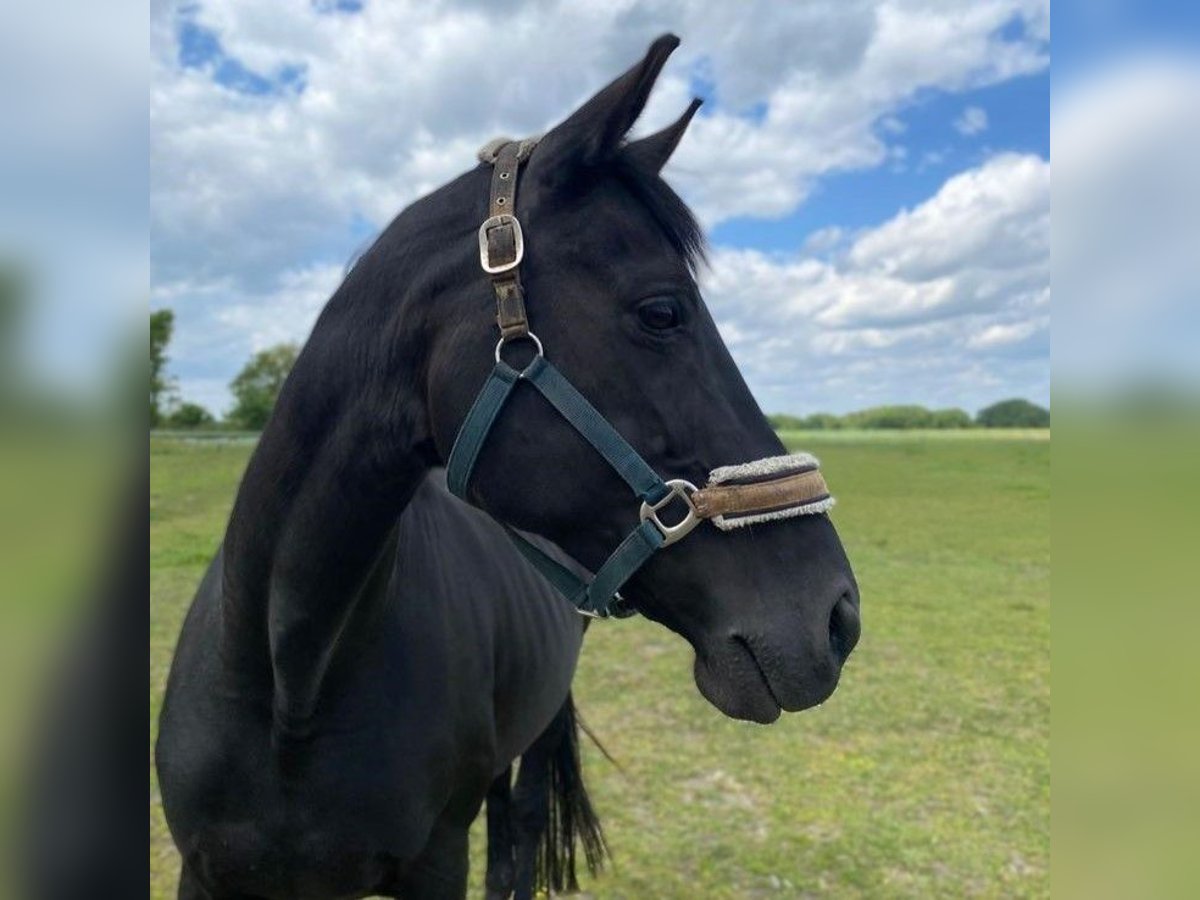 Hannover Giumenta 14 Anni 173 cm Morello in Meyenburg