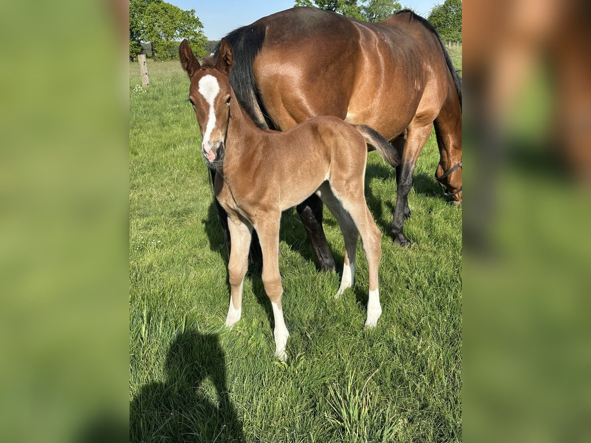 Hannover Giumenta 15 Anni 164 cm Baio in Wahrenholz