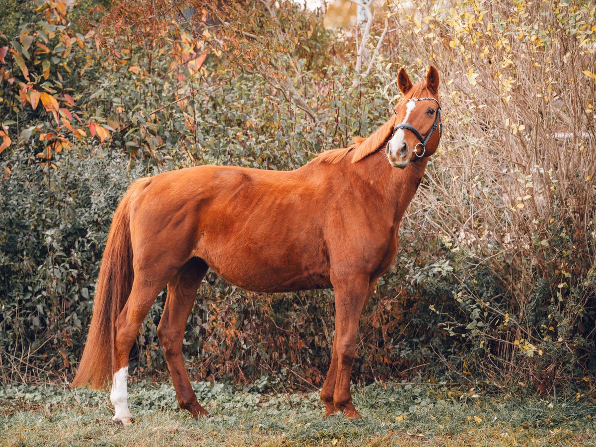 Hannover Giumenta 15 Anni 165 cm Sauro in Reichenbach