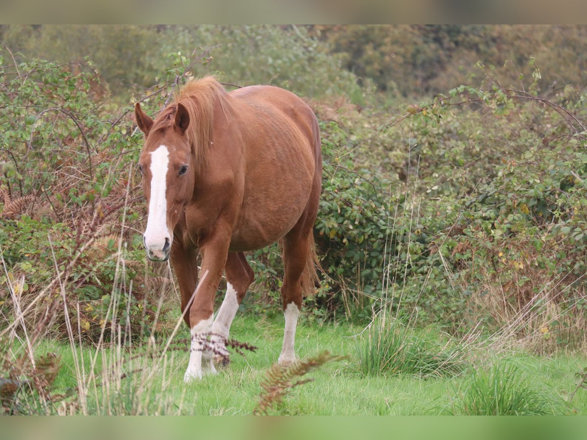 Hannover Giumenta 15 Anni 170 cm Sauro in Beaumont pied-de-boeuf