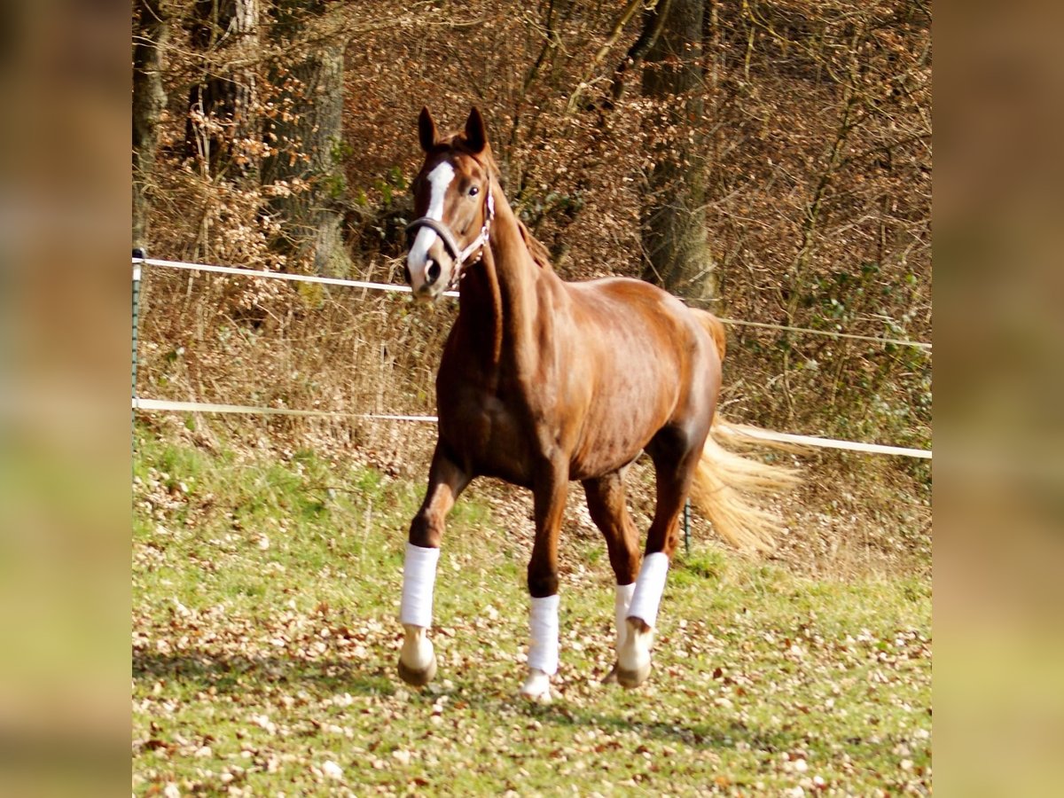 Hannover Giumenta 15 Anni 179 cm Sauro scuro in Hagelstadt