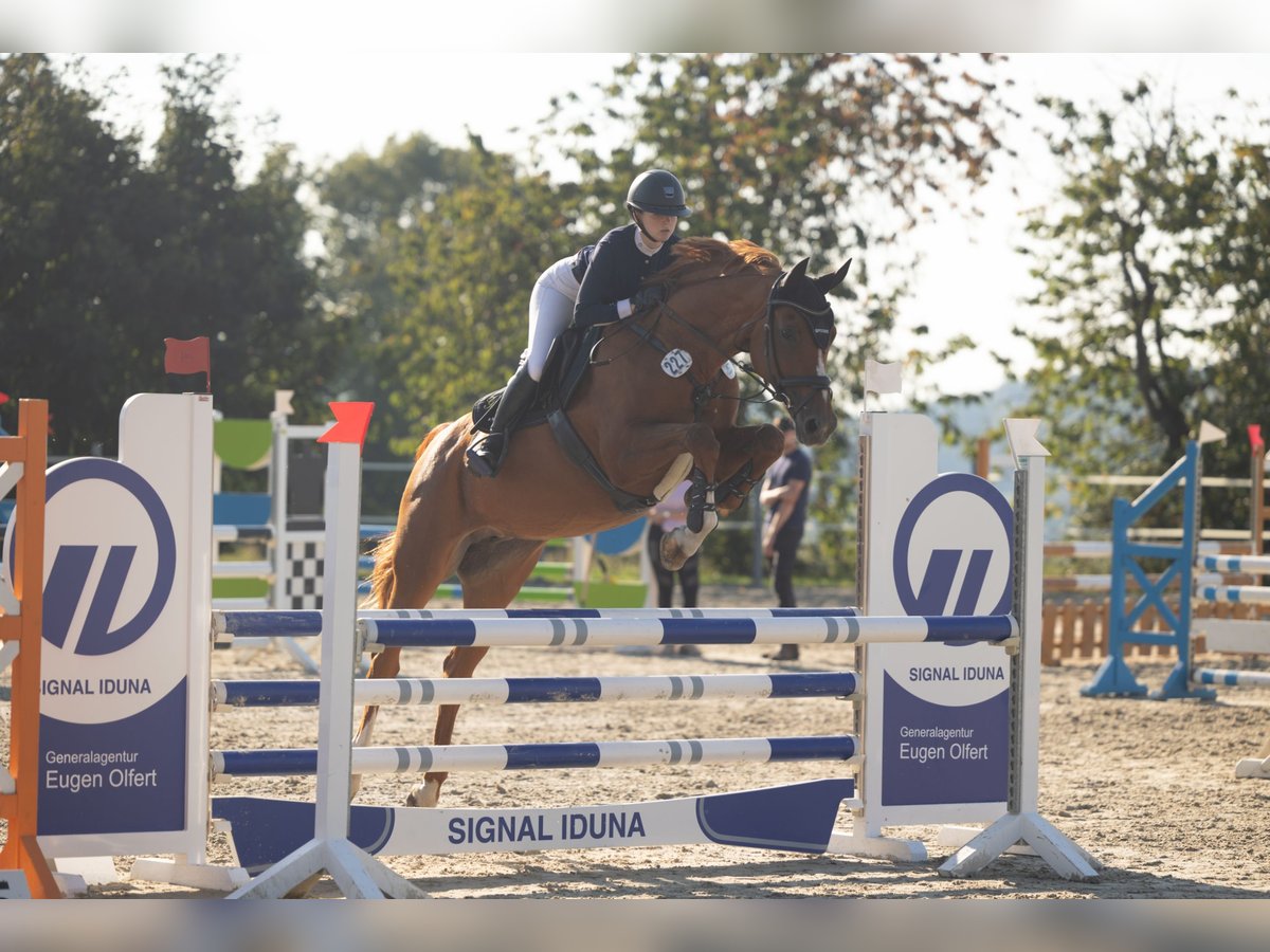 Hannover Giumenta 16 Anni 163 cm Sauro in Raddestorf