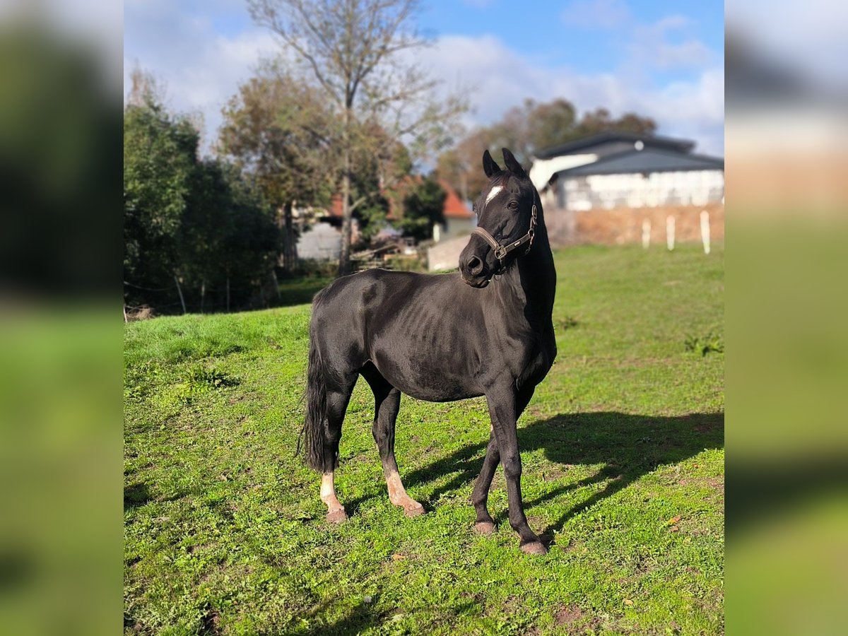 Hannover Giumenta 16 Anni 164 cm Morello in MöllendorfMansfeld