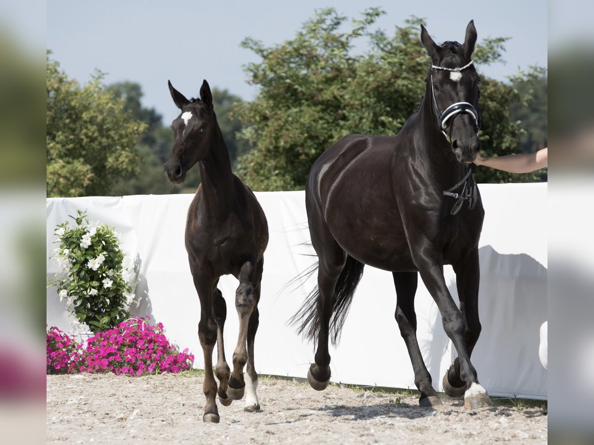 Hannover Giumenta 16 Anni 170 cm Morello in Belgern