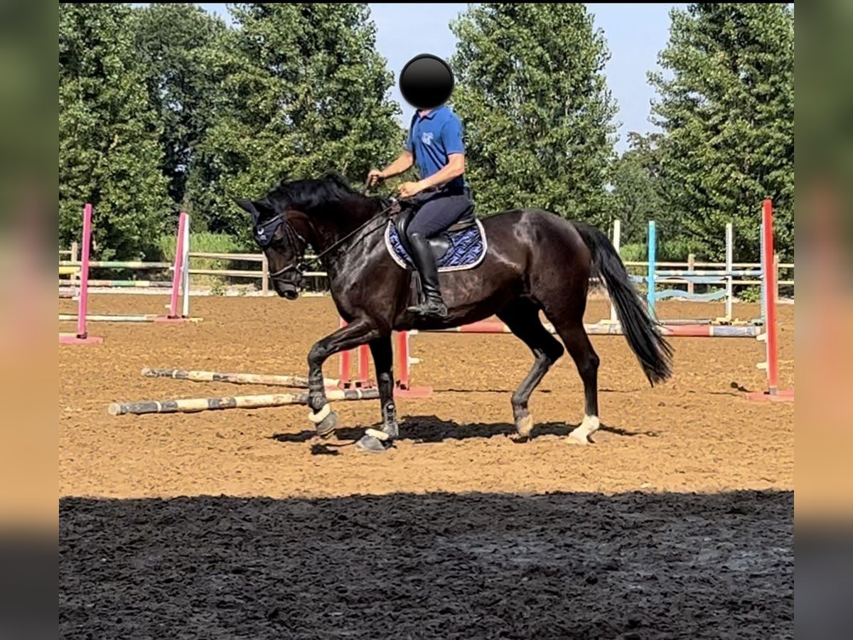 Hannover Giumenta 16 Anni 170 cm Morello in Lodi