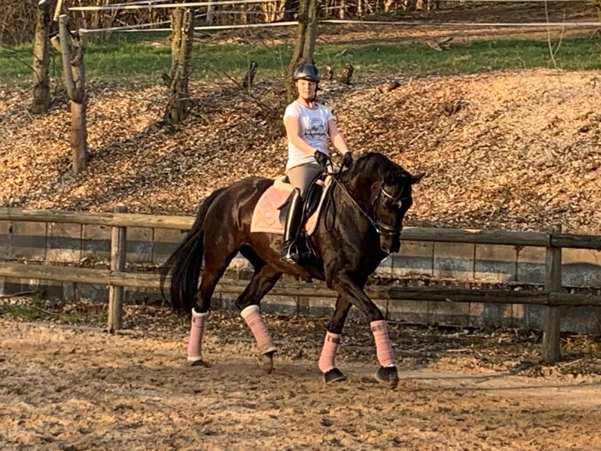 Hannover Giumenta 16 Anni 173 cm Morello in Hemsbach