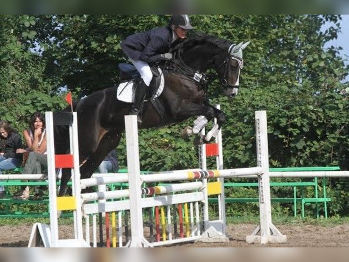 Hannover Giumenta 17 Anni 163 cm Morello in Vordorf