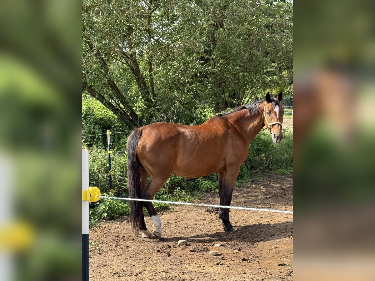 Hannover Giumenta 17 Anni 164 cm Sauro in Feldberger Seenlandschaft