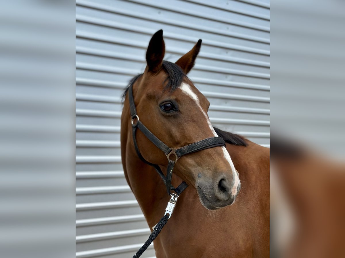 Hannover Giumenta 18 Anni 165 cm Baio in Neudietendorf