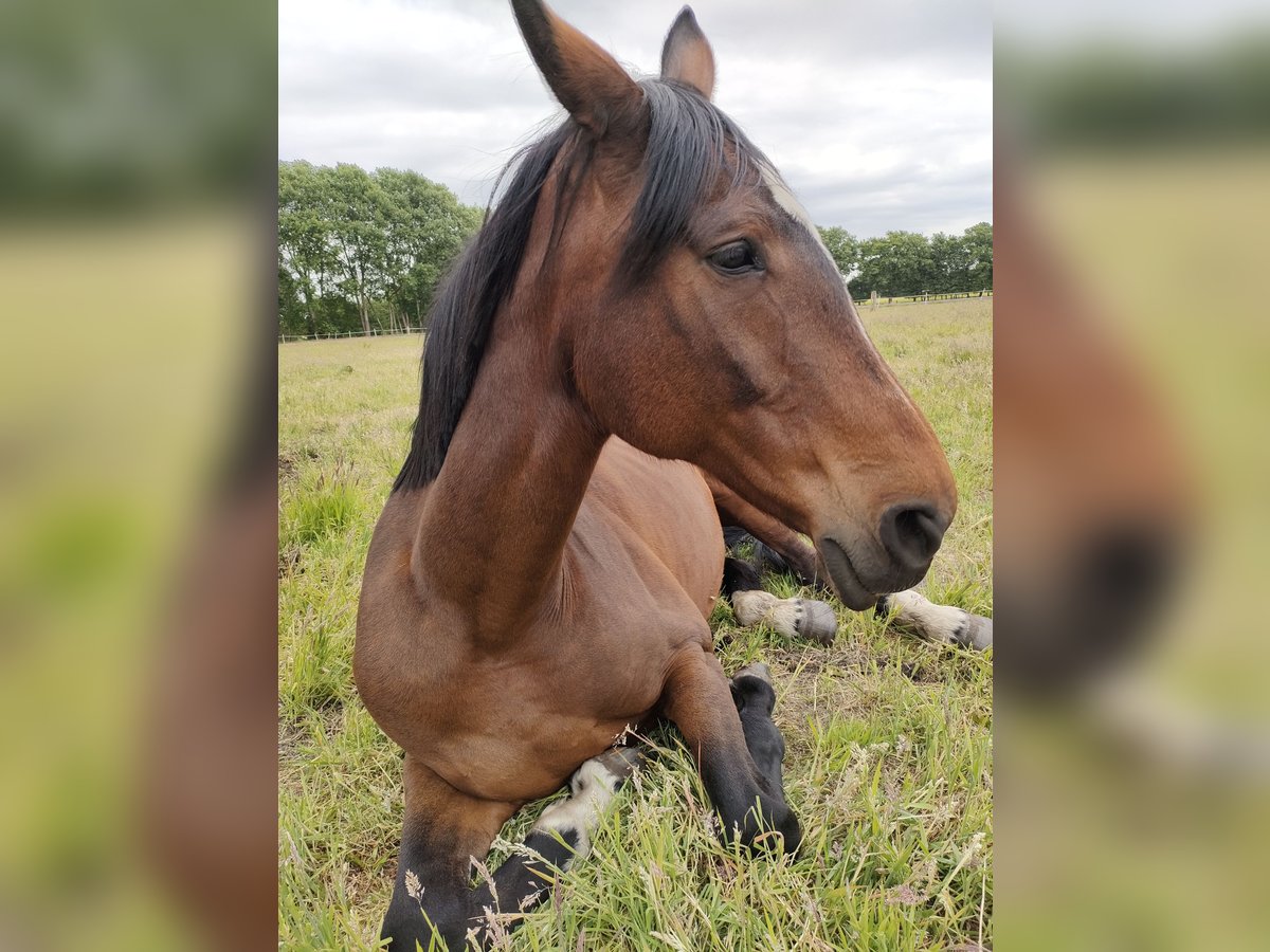 Hannover Giumenta 18 Anni 175 cm Baio in Ostercappeln