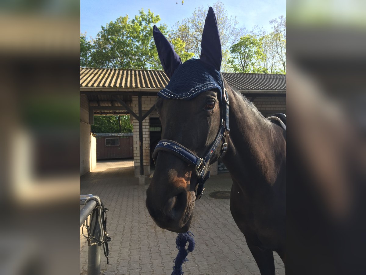 Hannover Giumenta 19 Anni 165 cm Baio nero in Brechen