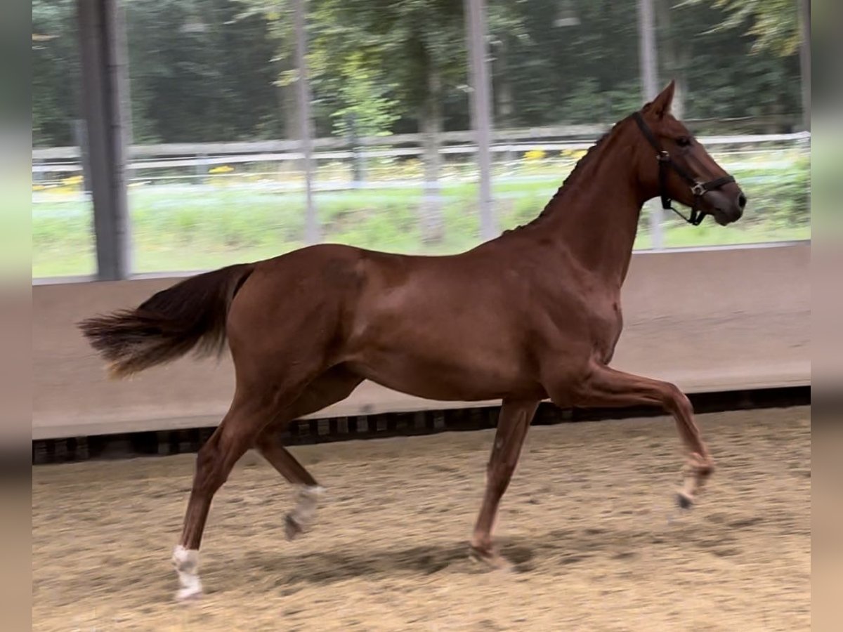 Hannover Giumenta 1 Anno 173 cm Sauro in Westerkappeln