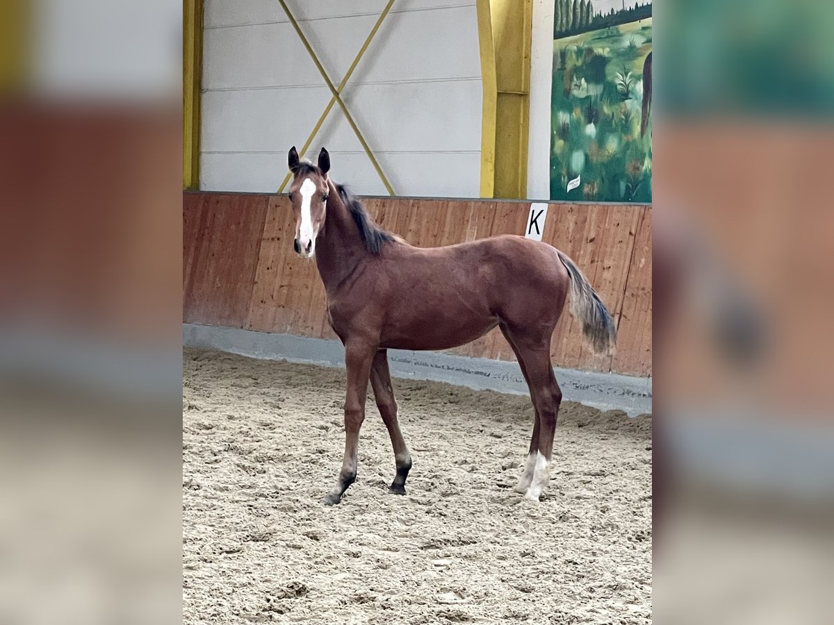 Hannover Giumenta 1 Anno Baio in Rees