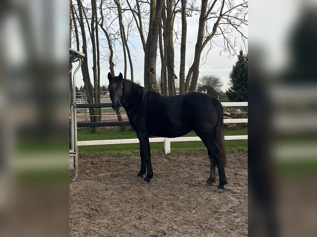 Hannover Giumenta 2 Anni 157 cm Grigio in Ostrhauderfehn