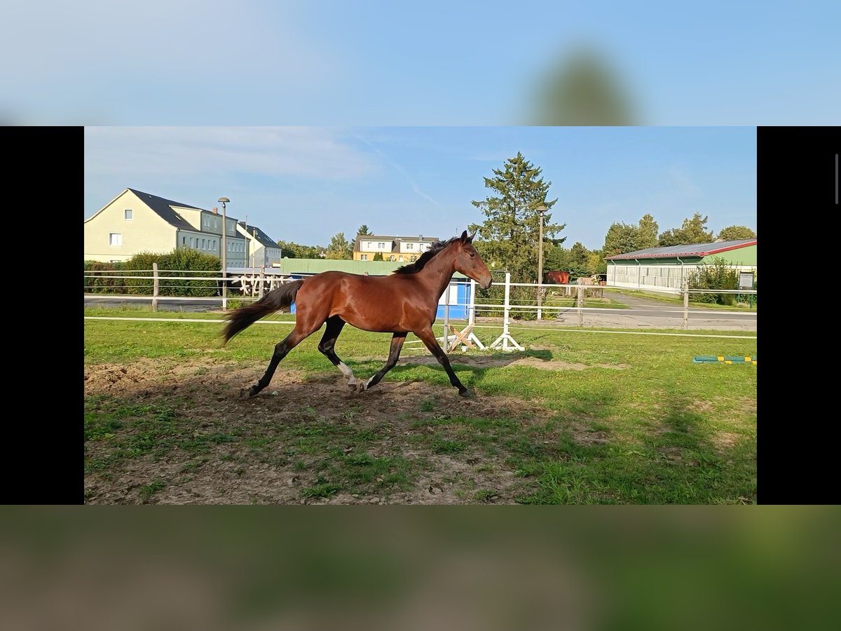 Hannover Giumenta 2 Anni 162 cm Baio in Z&#xFC;ssow