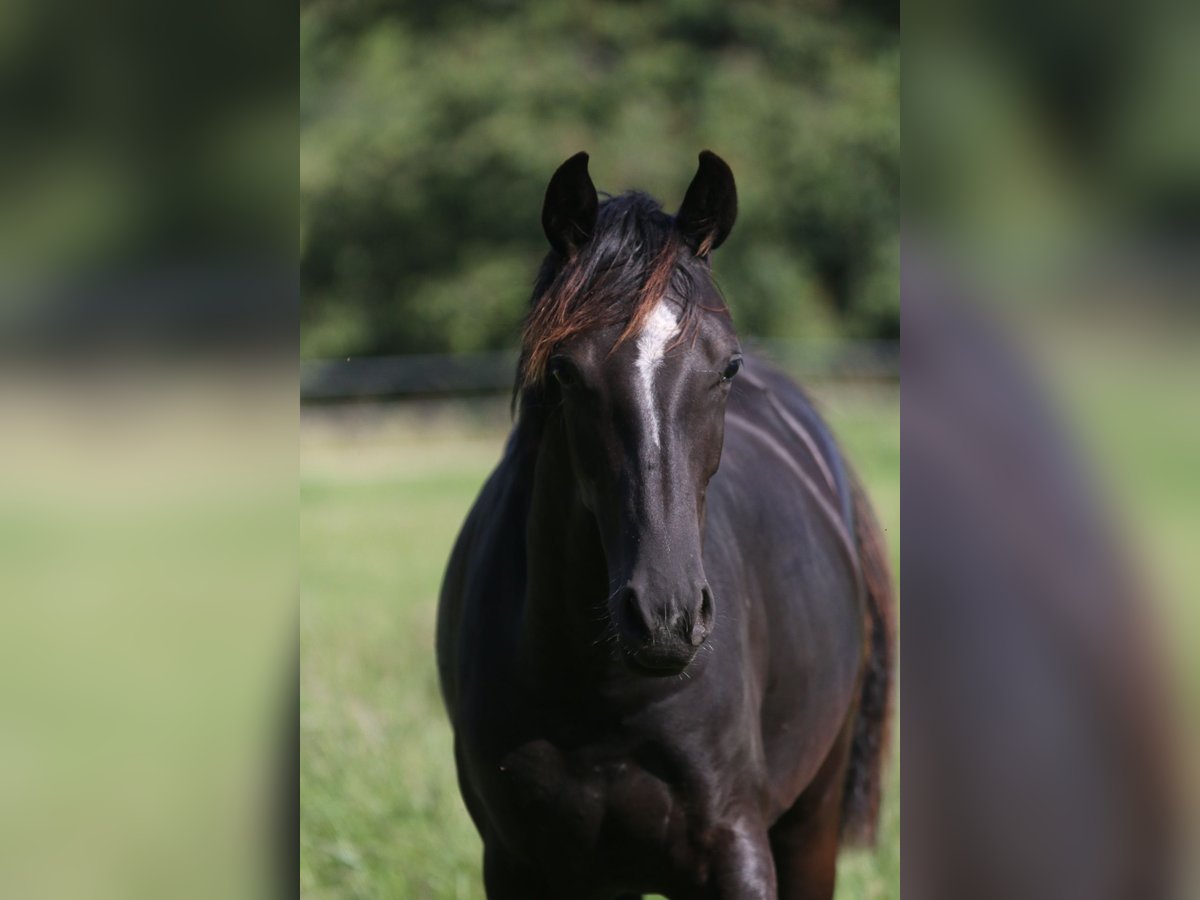 Hannover Giumenta 2 Anni 163 cm Morello in Au in der Hallertau