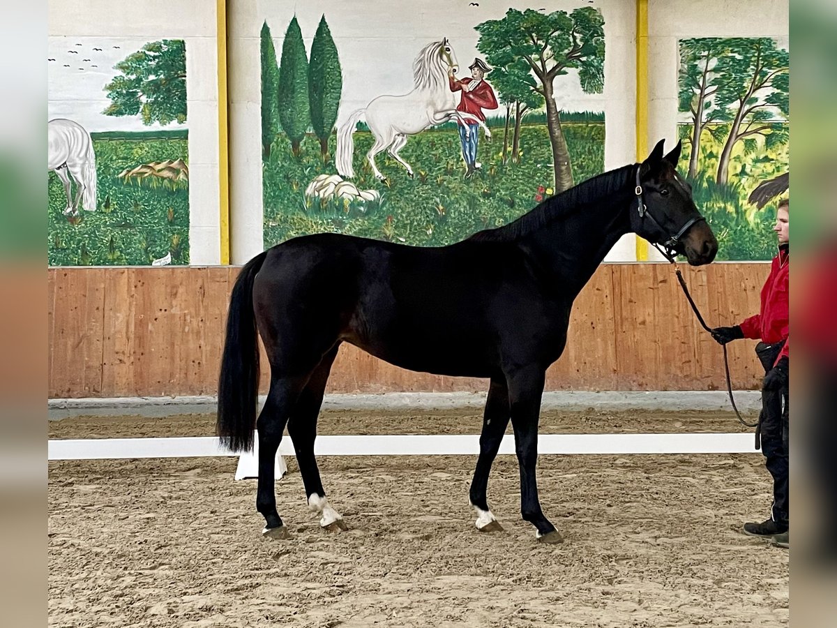 Hannover Giumenta 2 Anni 164 cm Baio nero in Rees