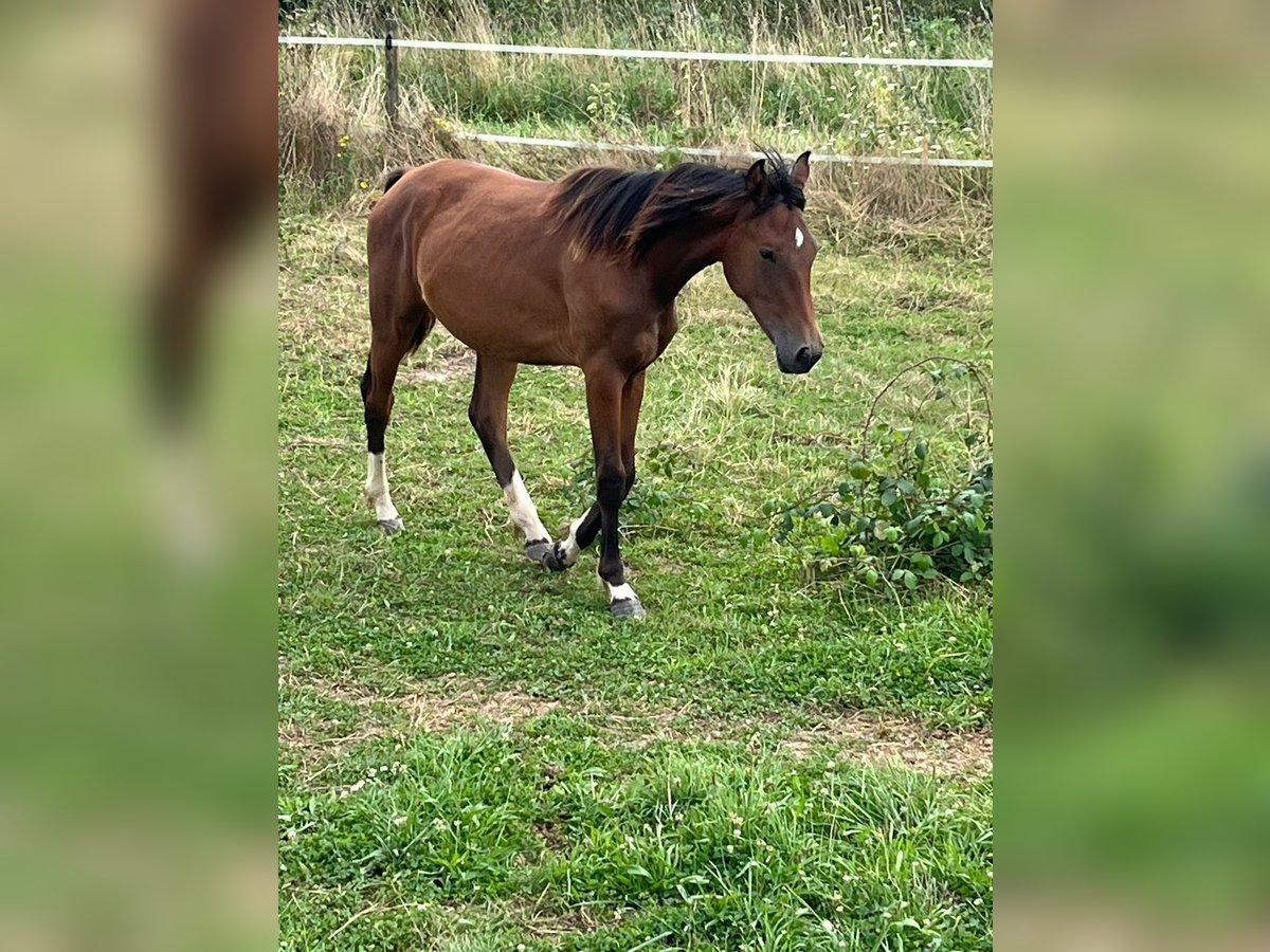 Hannover Giumenta 2 Anni 165 cm Baio in Rommerskirchen