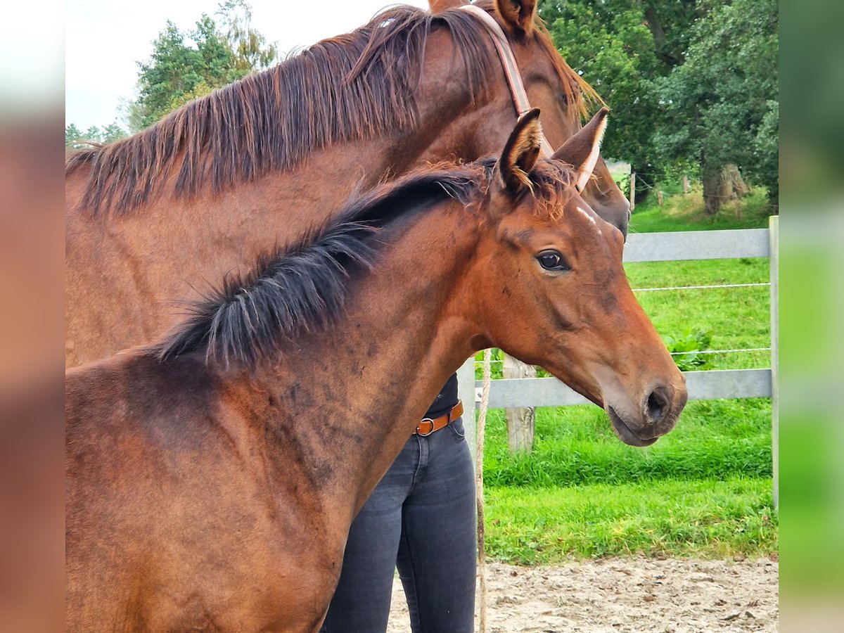 Hannover Giumenta 2 Anni 170 cm Baio in Ochtersum