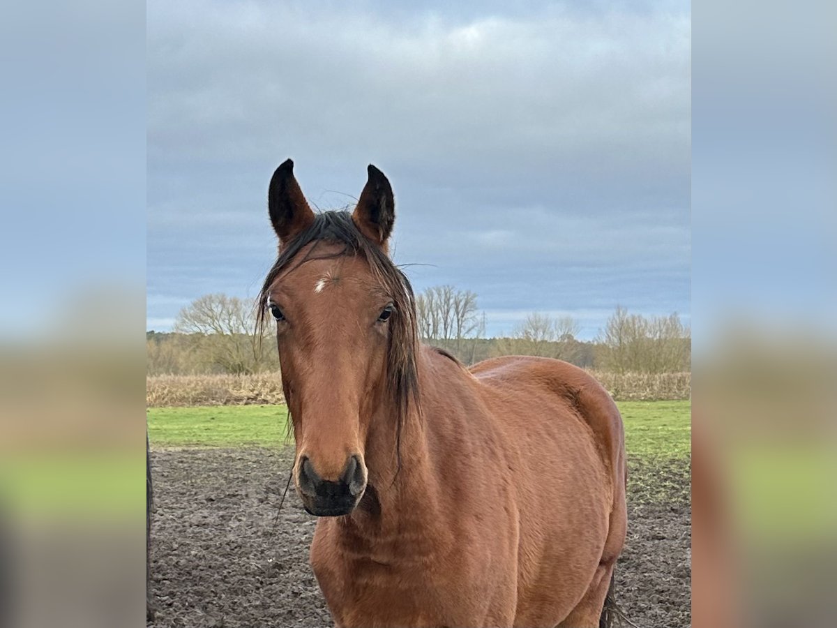 Hannover Giumenta 2 Anni 170 cm Baio in Babenhausen