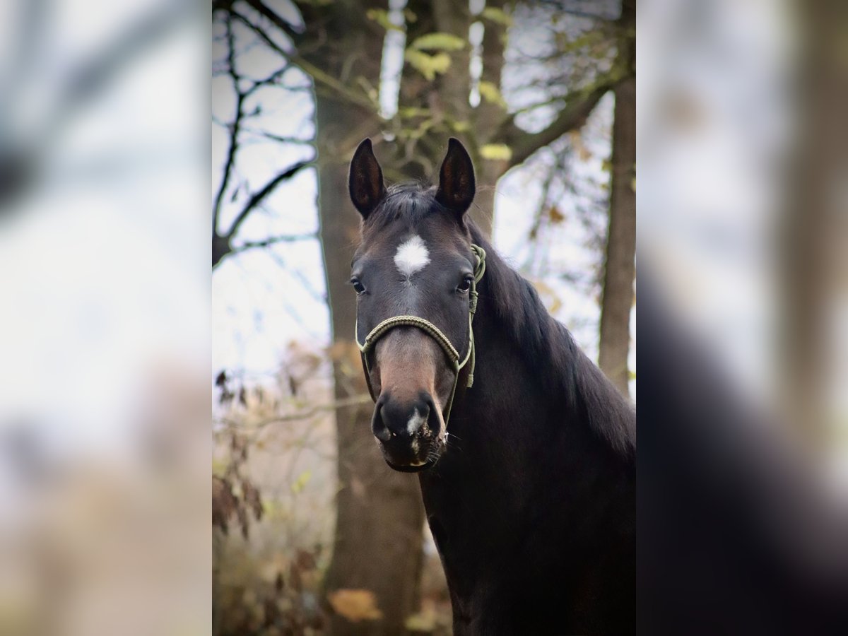 Hannover Giumenta 2 Anni 170 cm Baio scuro in Wahlsburg