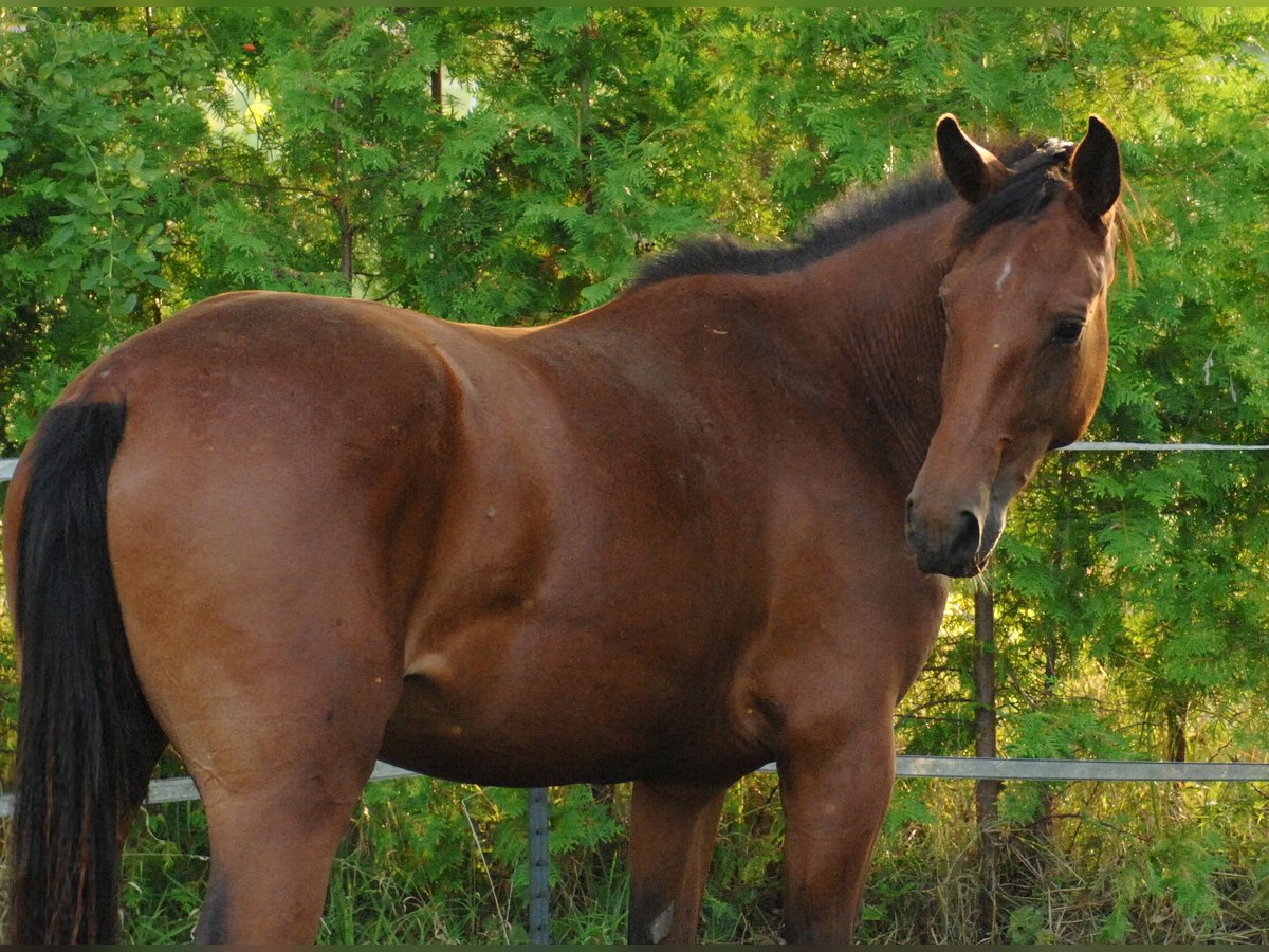 Hannover Giumenta 2 Anni 175 cm Baio in Hannover