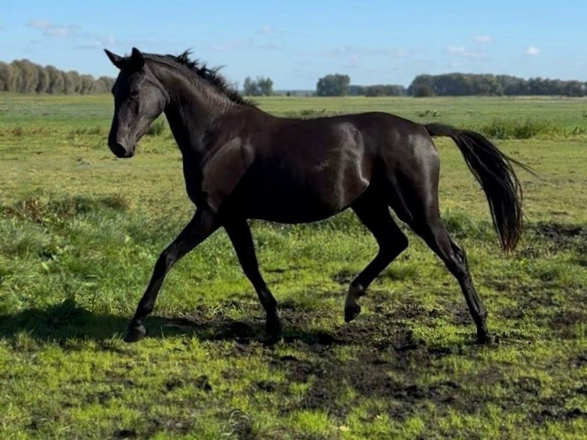 Hannover Giumenta 2 Anni Morello in Ludwigsfelde