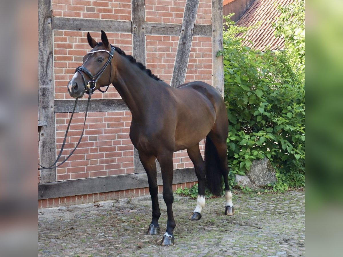 Hannover Giumenta 3 Anni 162 cm Baio in Bomlitz