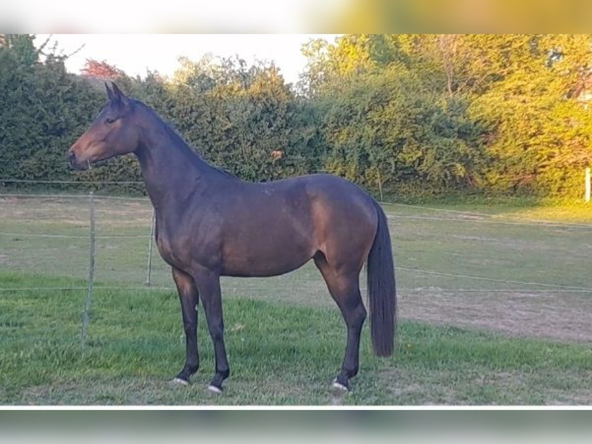 Hannover Giumenta 3 Anni 164 cm Baio scuro in Lachendorf