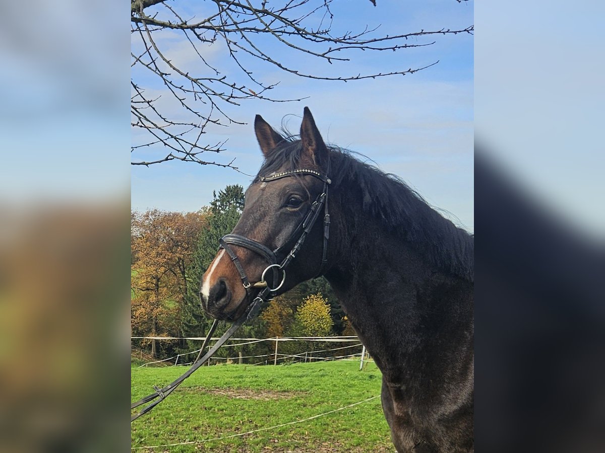 Hannover Giumenta 3 Anni 165 cm Baio in Burscheid