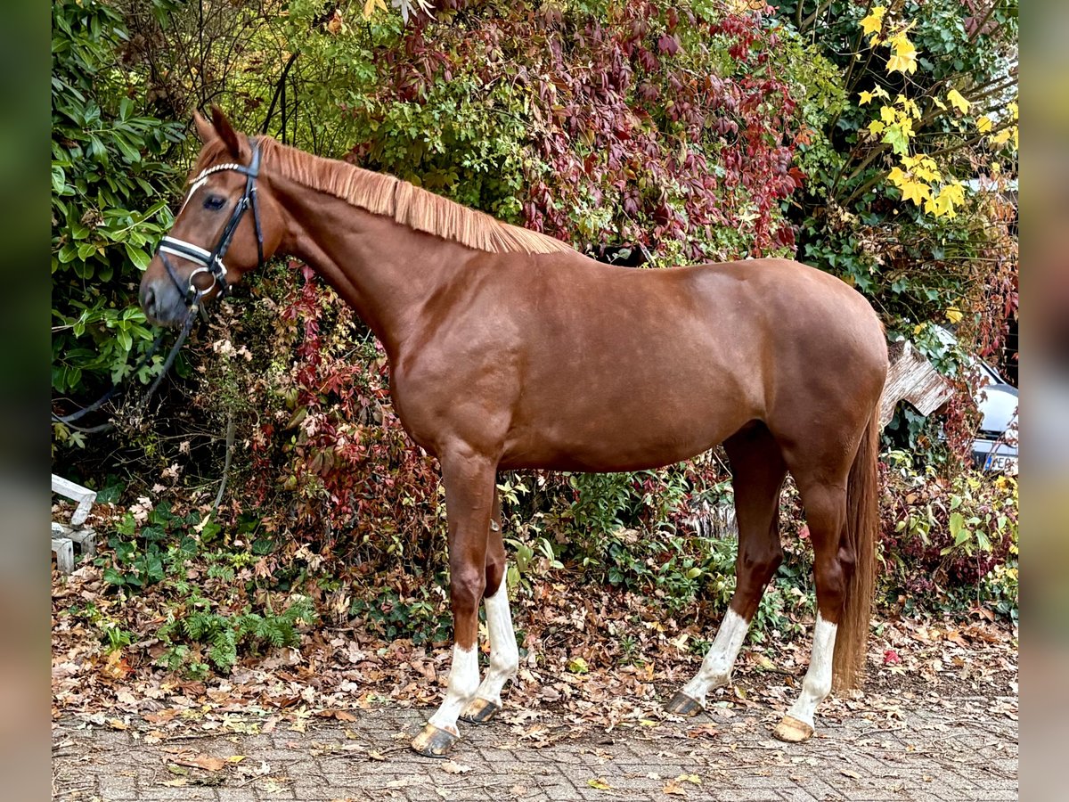 Hannover Giumenta 3 Anni 165 cm Sauro scuro in Kirchlinteln Hannover Giumenta 3 Anni 165 cm Sauro scuro in Kirchlinteln