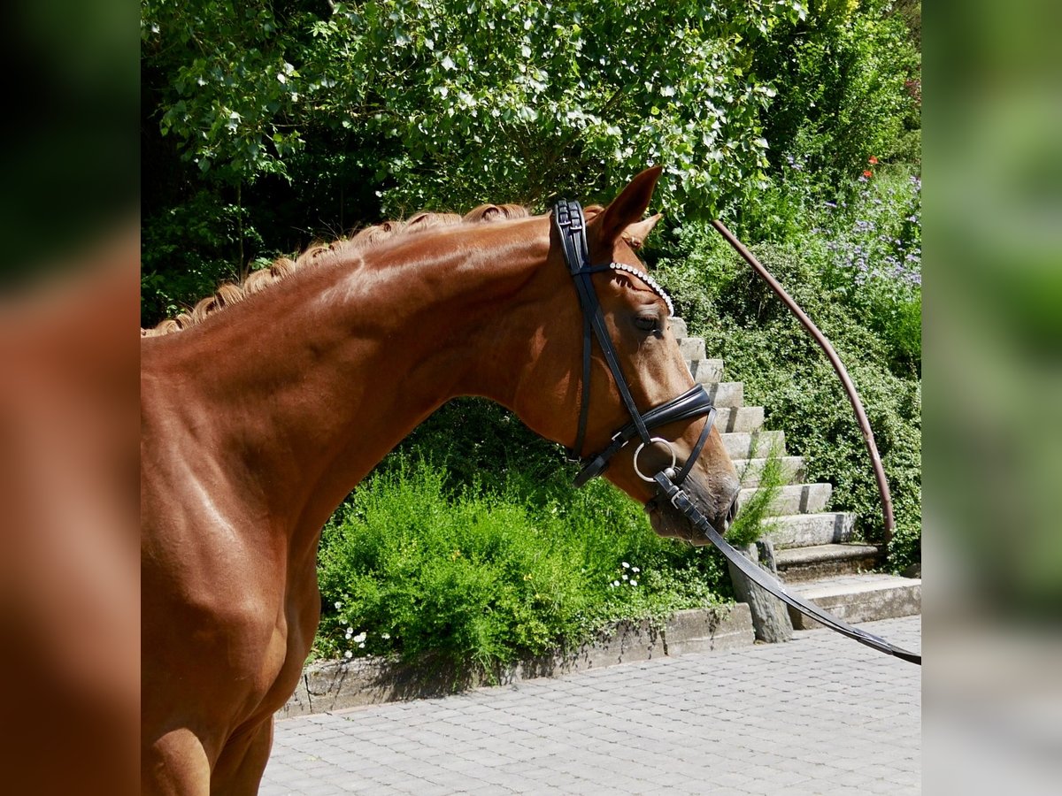 Hannover Giumenta 3 Anni 165 cm Sauro scuro in Niederkirchen