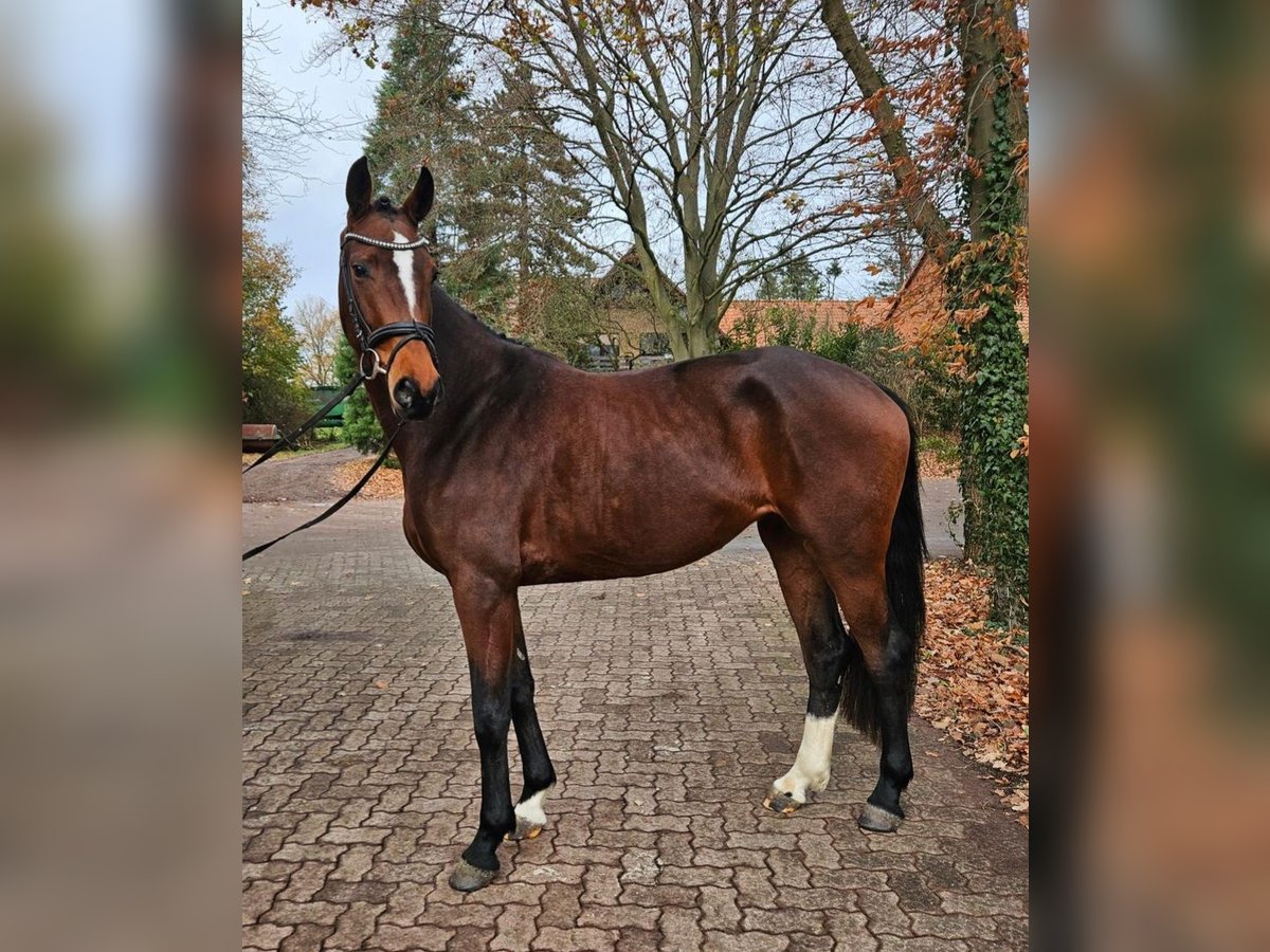 Hannover Giumenta 3 Anni 166 cm Baio in Maasen