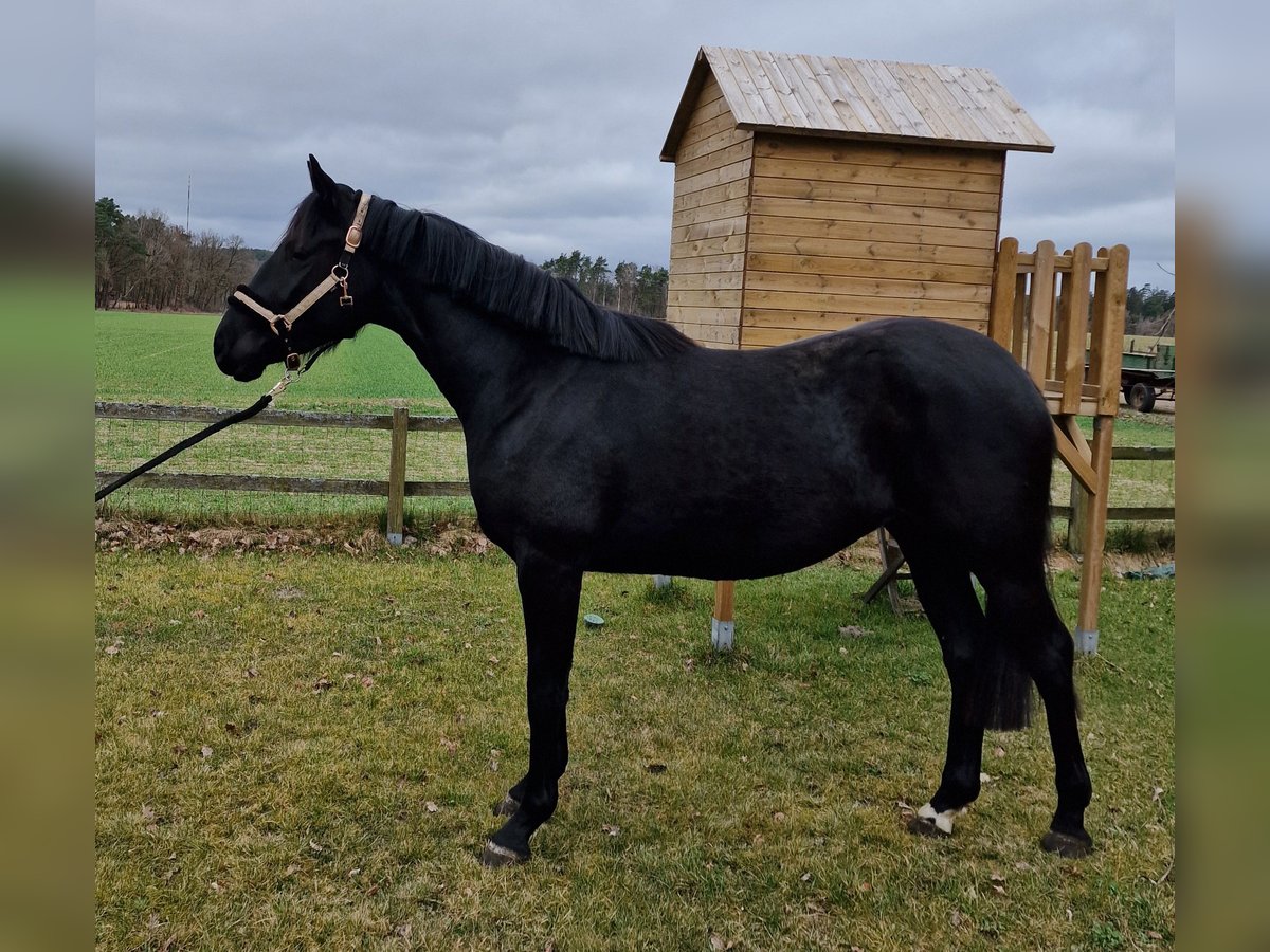 Hannover Giumenta 3 Anni 167 cm Morello in Zernien