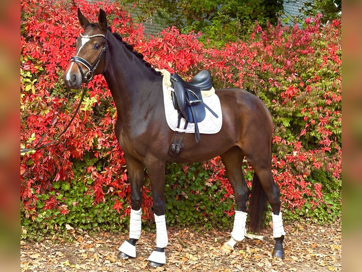 Hannover Giumenta 3 Anni 168 cm Baio scuro in Kirchlinteln
