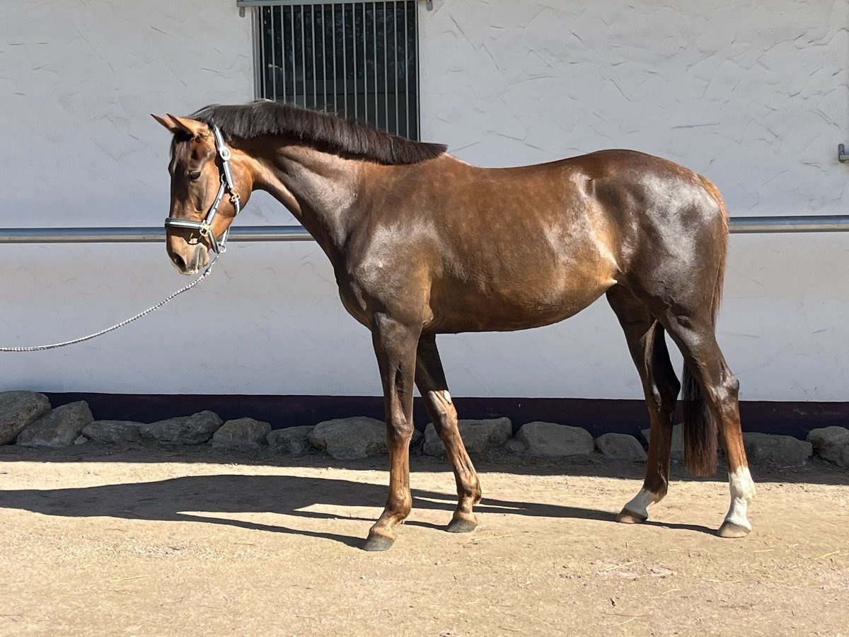 Hannover Giumenta 3 Anni 169 cm Sauro scuro in Schonach im SchwarzwaldSchonach