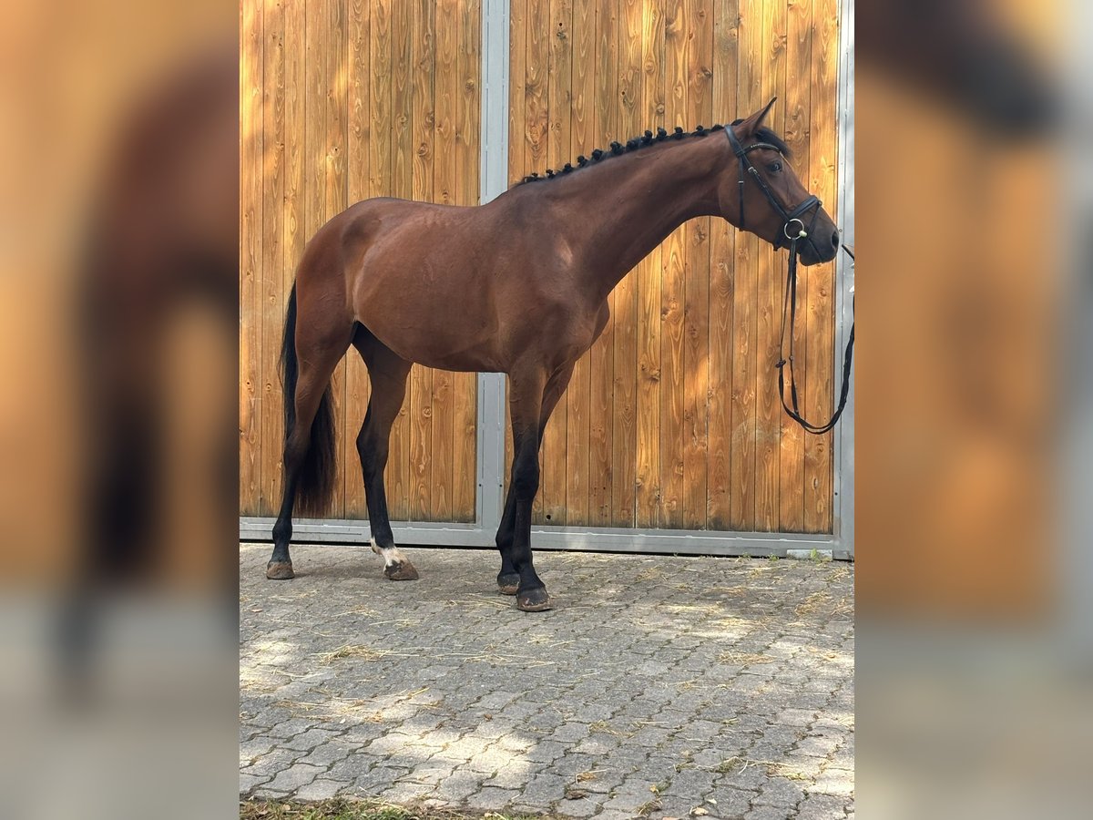 Hannover Giumenta 3 Anni 170 cm Baio in Bad Karlshafen