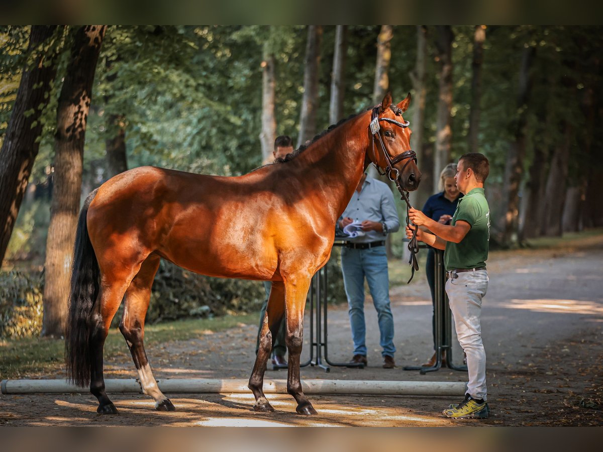 Hannover Giumenta 3 Anni 170 cm Baio in Moers