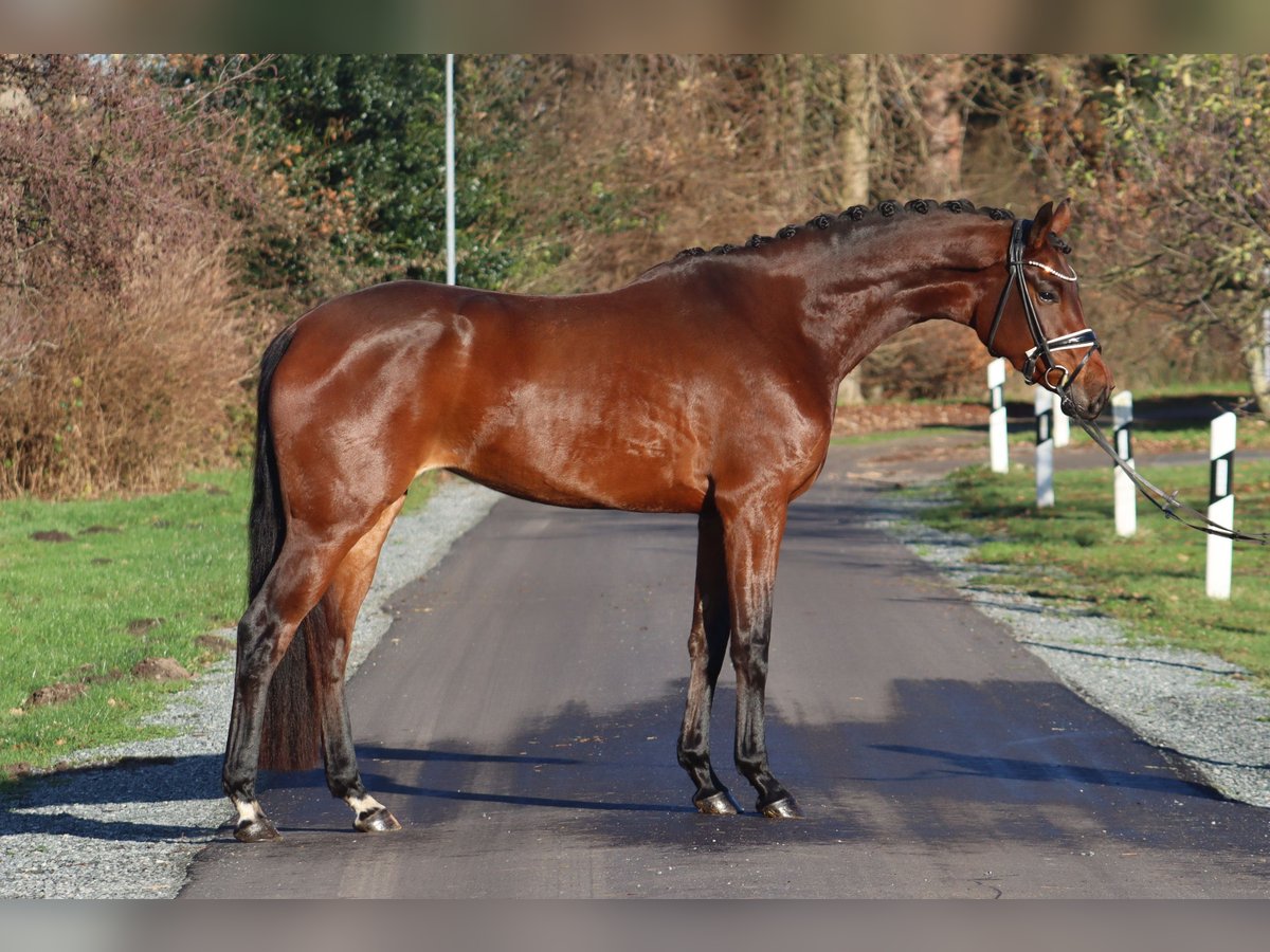 Hannover Giumenta 3 Anni 172 cm Baio in Deinstedt